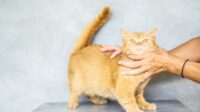9 Nama Kucing Unik Terinspirasi Minuman Manis Imut