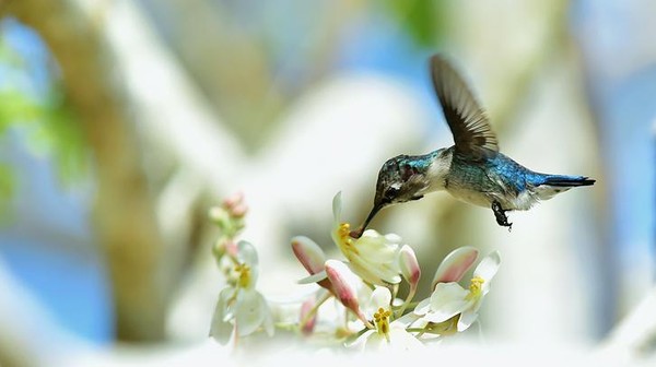 Rahasia Burung Unik: Satu-satunya yang Terbang Mundur?