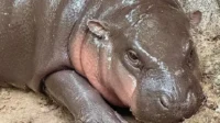 Moo Deng Ulang Tahun: Rayakan Serunya di Kebun Binatang Thailand